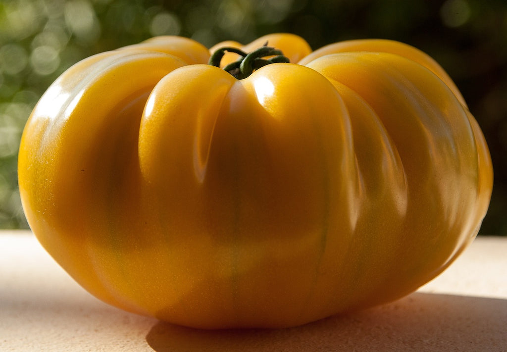 Tomato Golden Queen • طماطم ذهبي - plantnmore