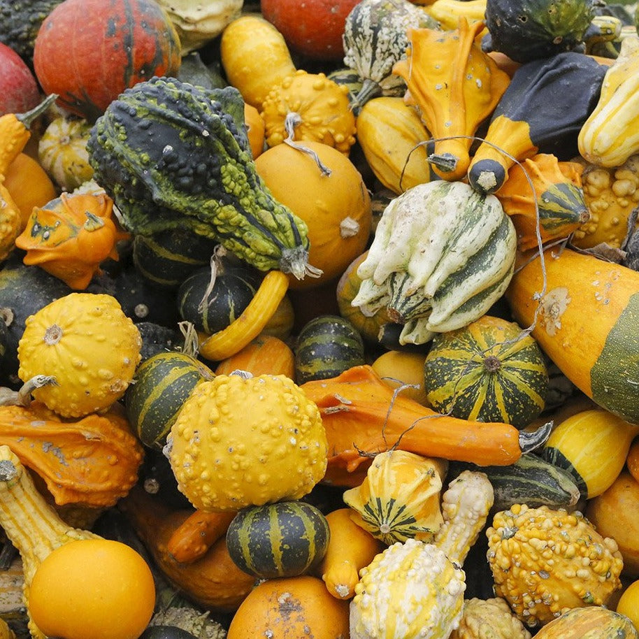 Gourds Mix • مجموعة قرعيات - plantnmore