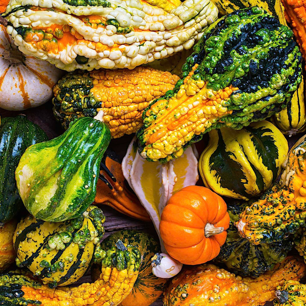 Gourds Mix • مجموعة قرعيات - plantnmore