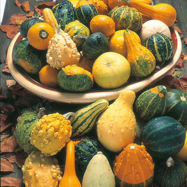 Gourds Mix • مجموعة قرعيات - plantnmore