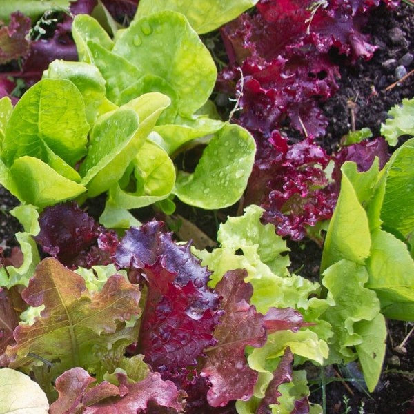Lettuce Gourmet Salad Mix  O • خس ملون فاخر - plantnmore
