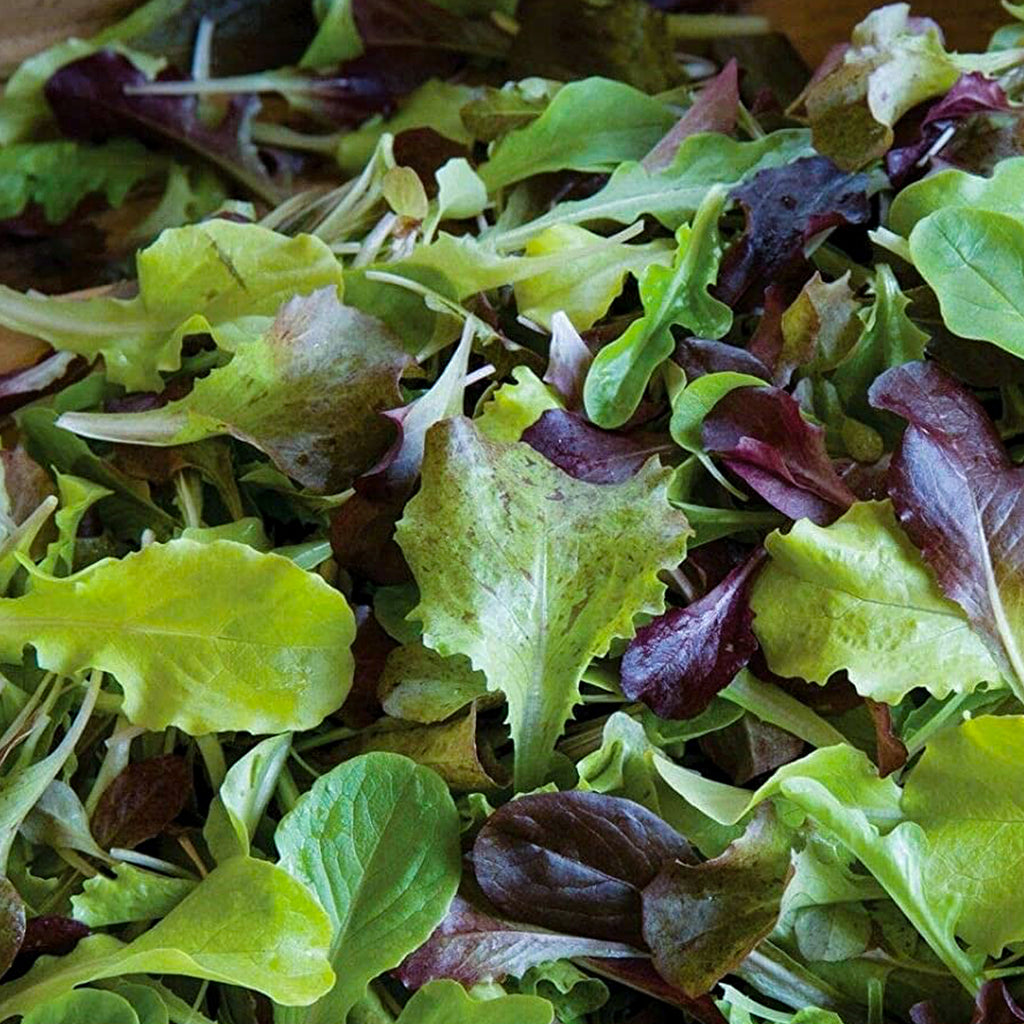Lettuce Gourmet Salad Mix  O • خس ملون فاخر - plantnmore