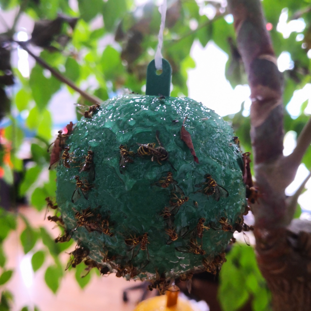 Green Fly Sticky Fruit ● مصيدة الثمرة الحشرات - plantnmore
