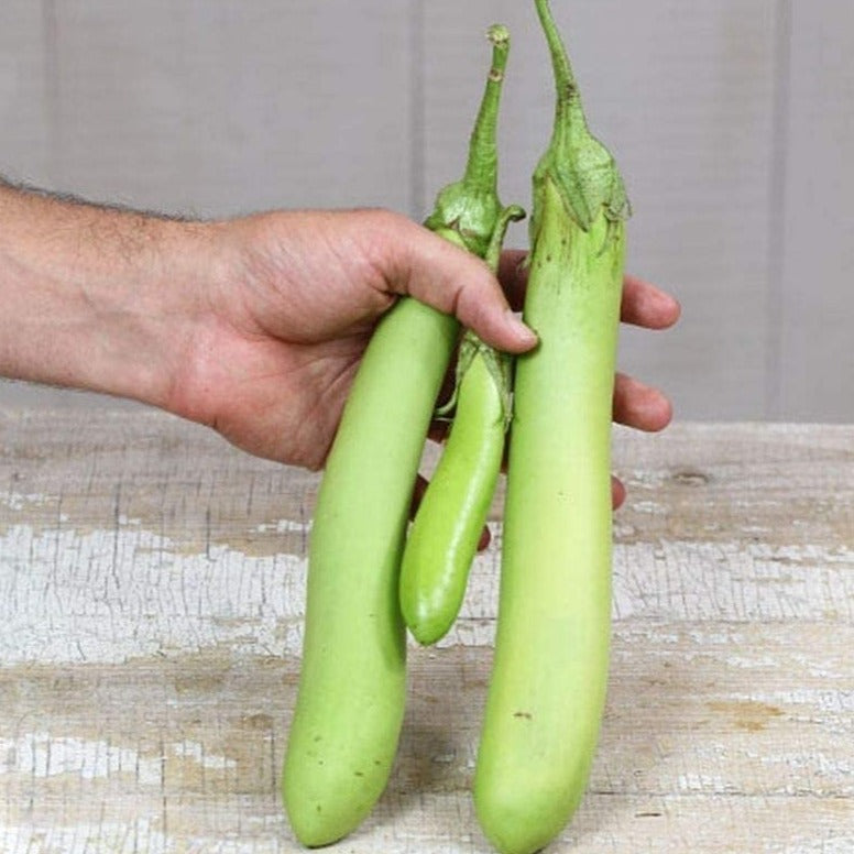 Eggplant Louisiana Green • باذنجان أخضر طويل - plantnmore