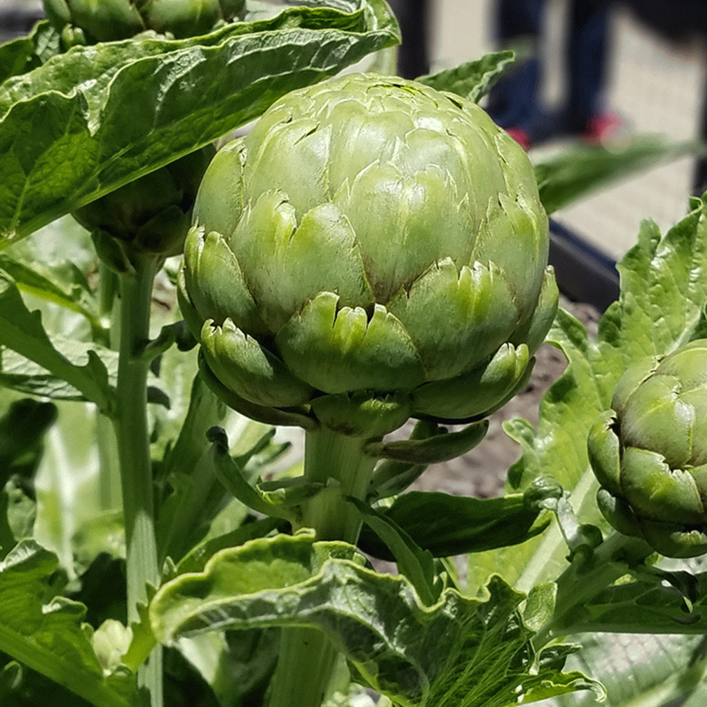 Artichoke Green Globe • ارضي شوكي - plantnmore
