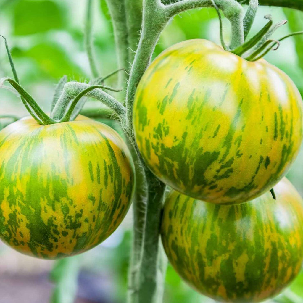 Tomato - Green Zebra • طماطم الزيبرا الاخضر - plantnmore
