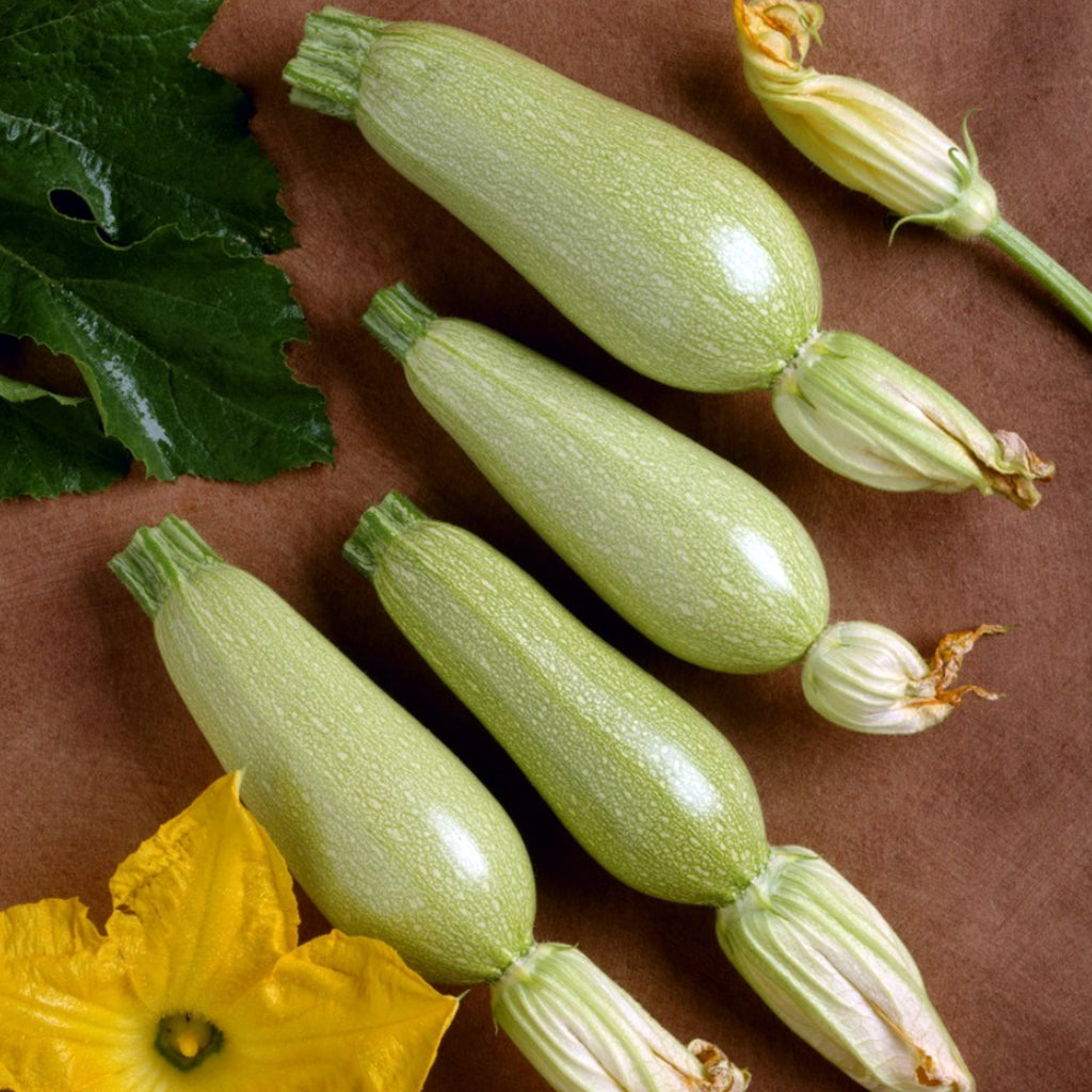 Grey Zucchini  • كوسى فاتحة - plantnmore