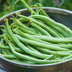 Bean Pole Kentucky • فاصوليا طويلة - plantnmore