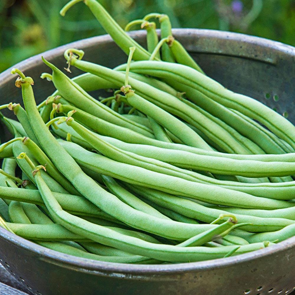 Bean Pole Kentucky • فاصوليا طويلة - plantnmore