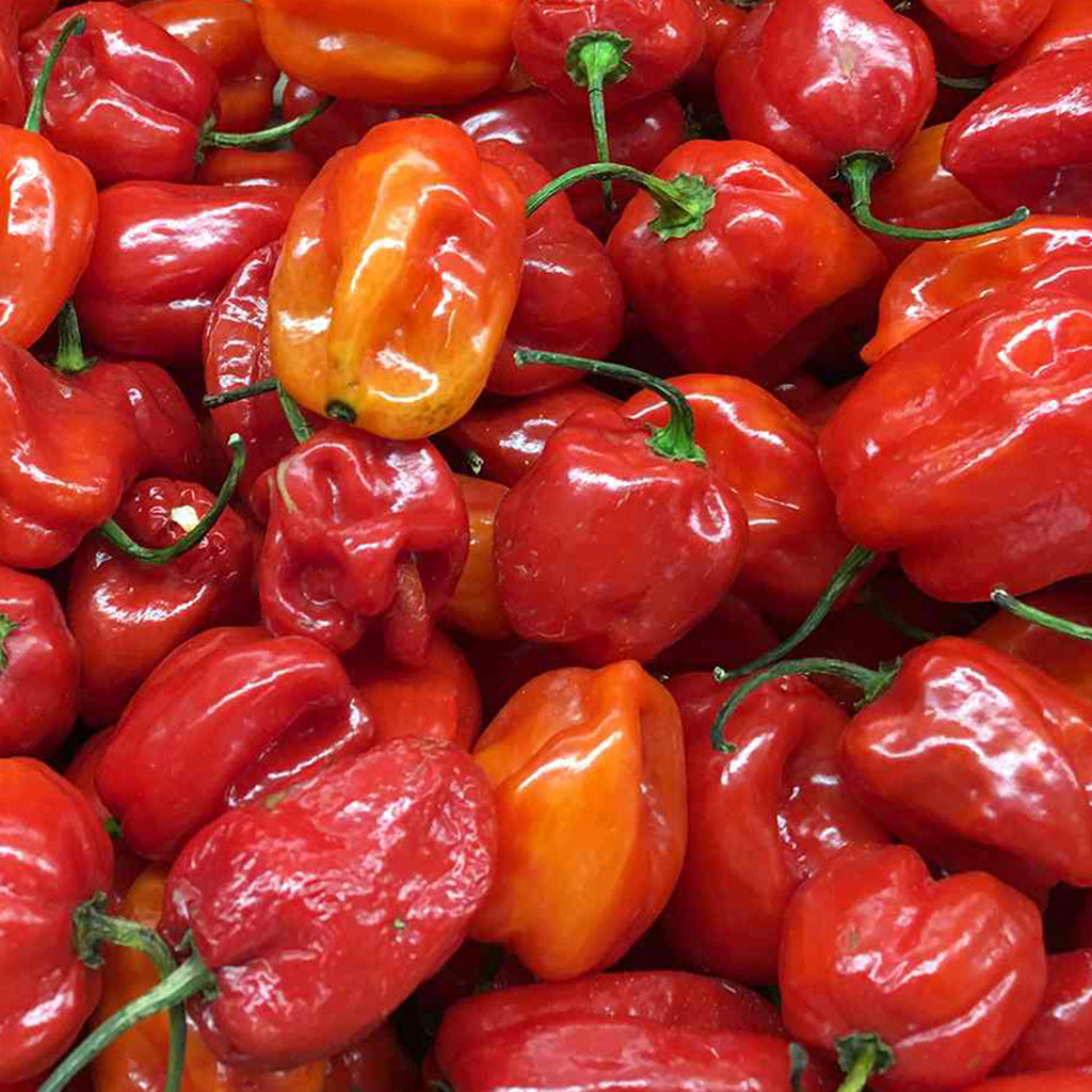 Pepper Habanero • فلفل هابانيرو حار - plantnmore