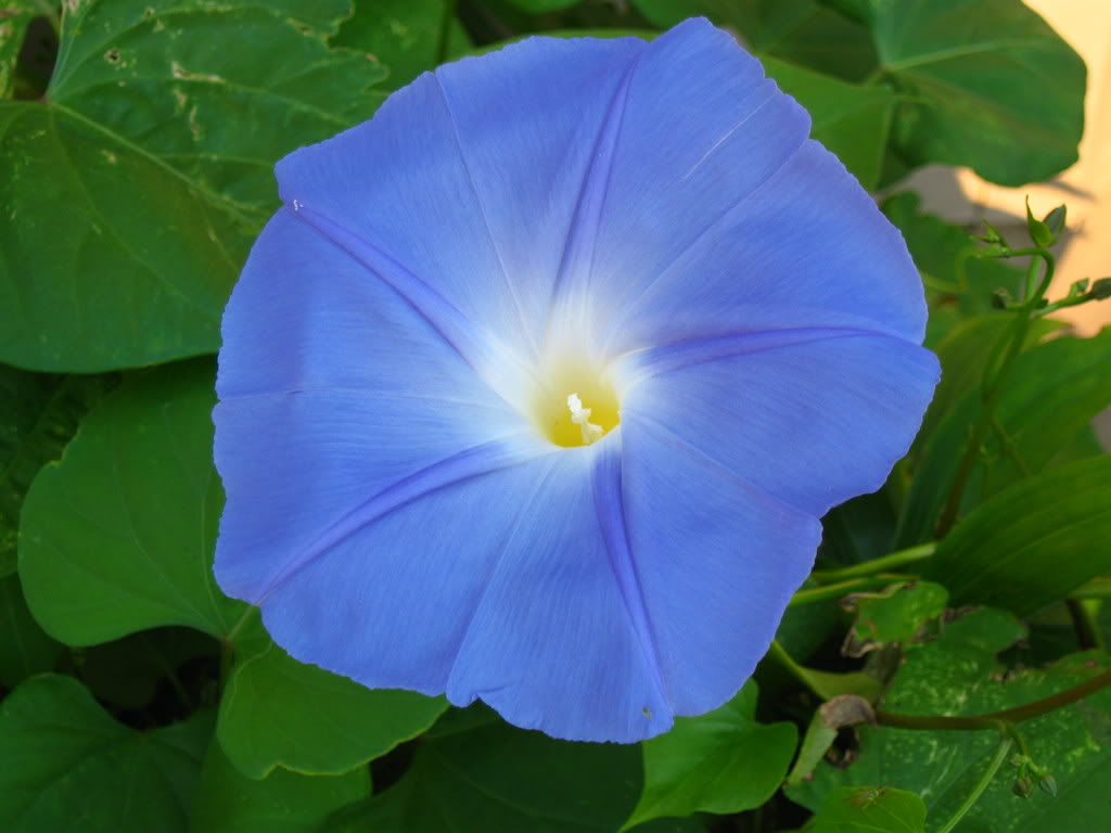 Morning Glory Heavenly Blue  • زهرة مجد الصباح - plantnmore