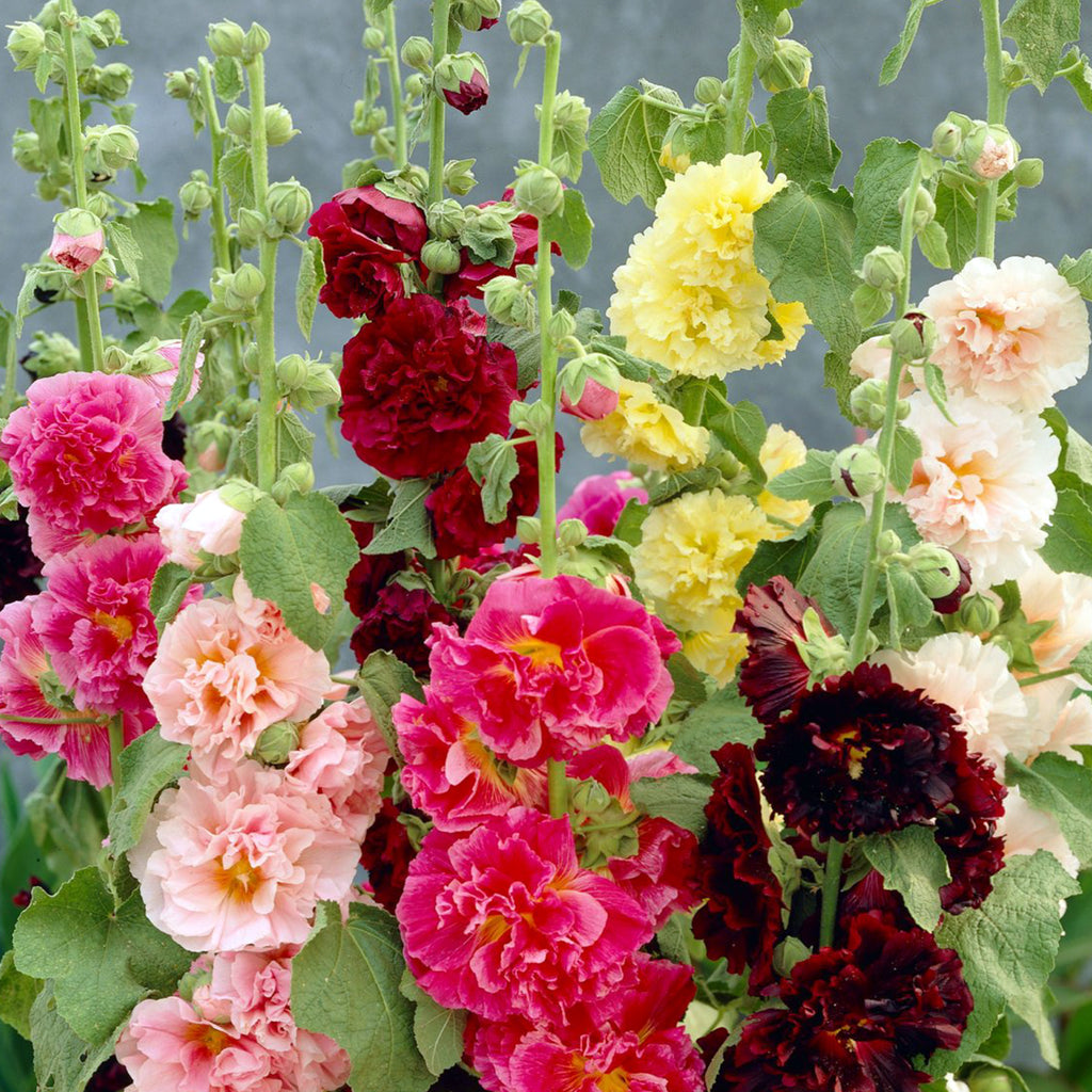 Hollyhock Summer Carnival • زهور الختمية - plantnmore
