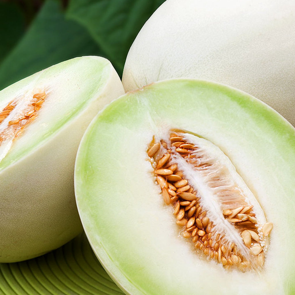 Honeydew Melon • شمام عسلي - plantnmore