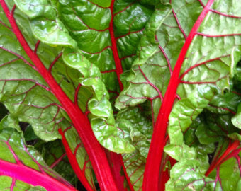 Swiss Chard Ruby Red• سلق احمر فاقع - plantnmore