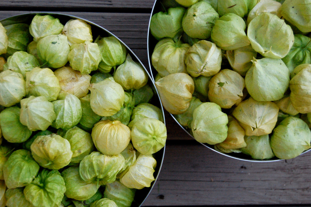 Tomatillo Grande Rio Verde • توماتيو اخضر كبير - plantnmore