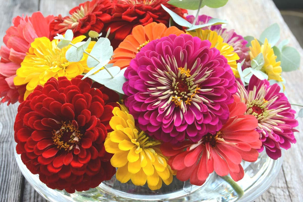 Zinnia Dahlia Flowered Mixture • تشكيلة الزينيا الشبيهة بالداليا - plantnmore