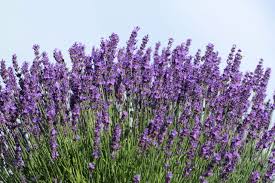 Lavender  • اللافندر - plantnmore
