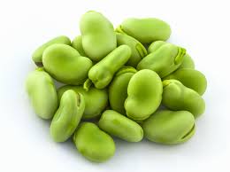 Fava Bean • فول - plantnmore