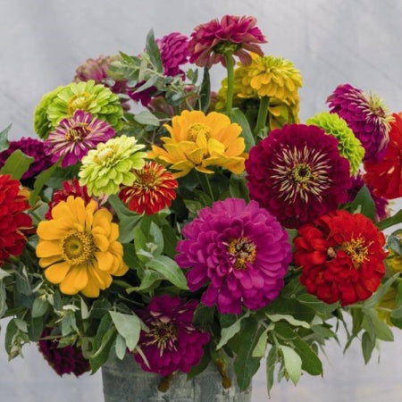 Zinnia Dahlia Flowered Mixture • تشكيلة الزينيا الشبيهة بالداليا - plantnmore