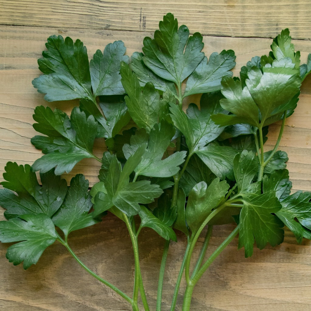 Parsley Italian Flatleaf • بقدونس ايطالي - plantnmore