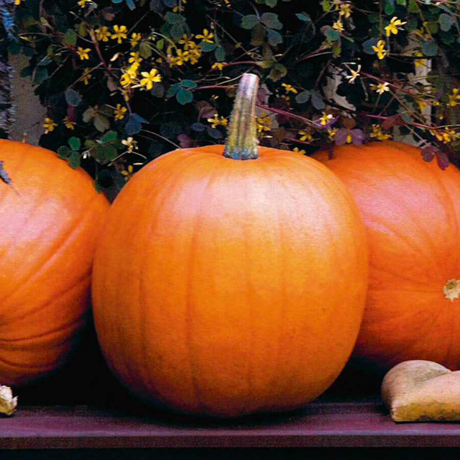 Pumpkin Jack O Lantern • قرع هالوين - plantnmore