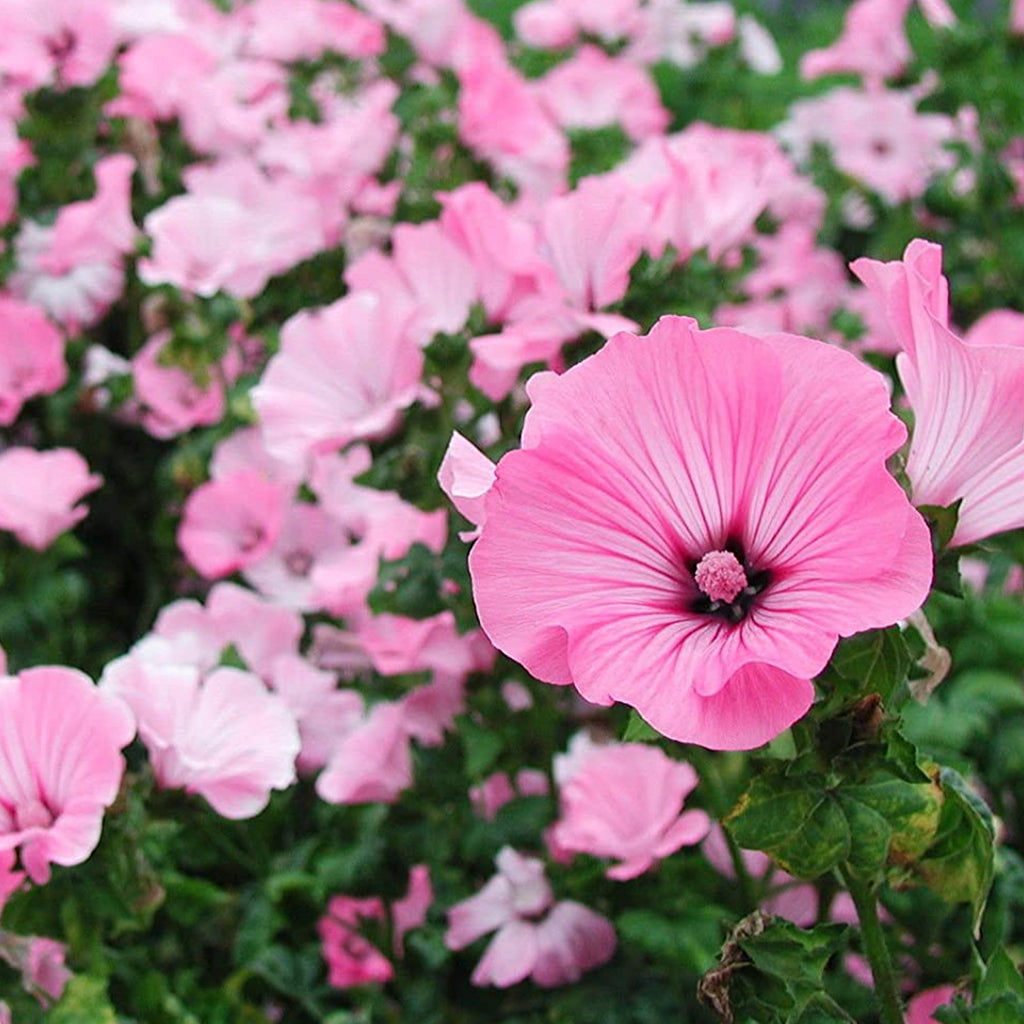 Rose Mallow • زهور خطمية وردية - plantnmore