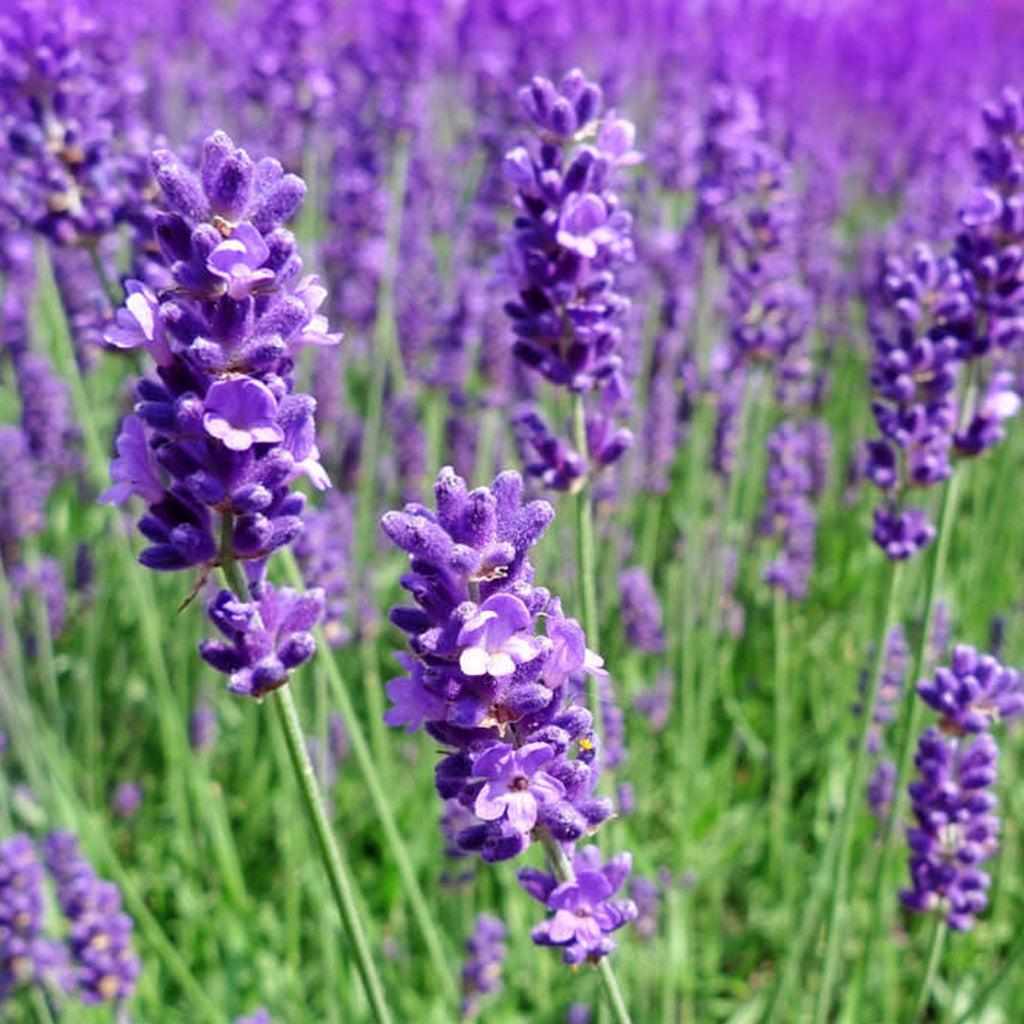 Lavender  • اللافندر - plantnmore