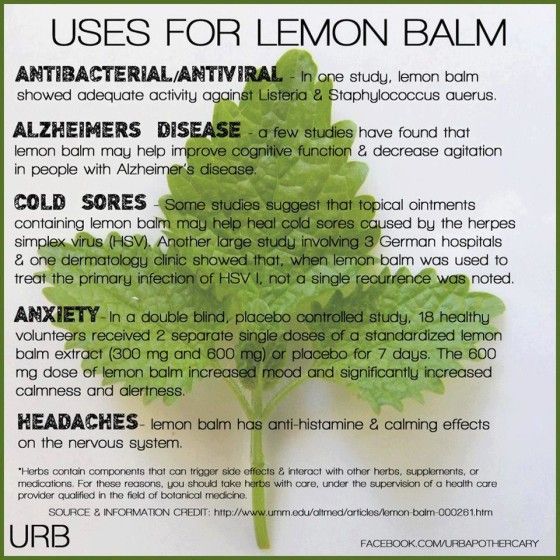 Lemon Balm Plant Small