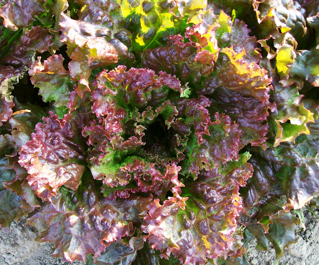 Lettuce Red Sails •  خس احمر مجعد سريع - plantnmore