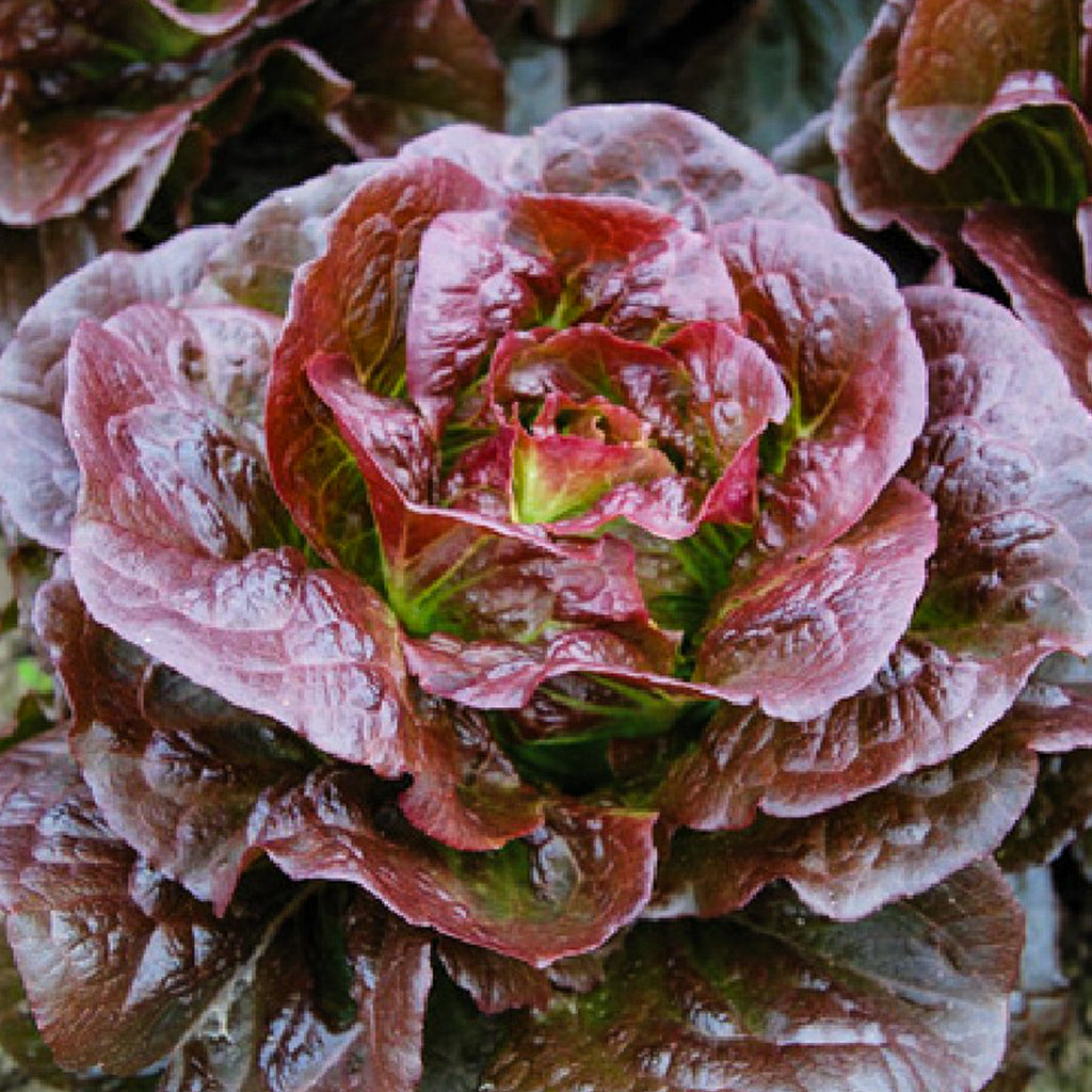 Lettuce Romain Cimmaron • خس احمر - plantnmore