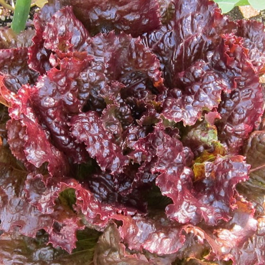 Lettuce Red Sails •  خس احمر مجعد سريع - plantnmore