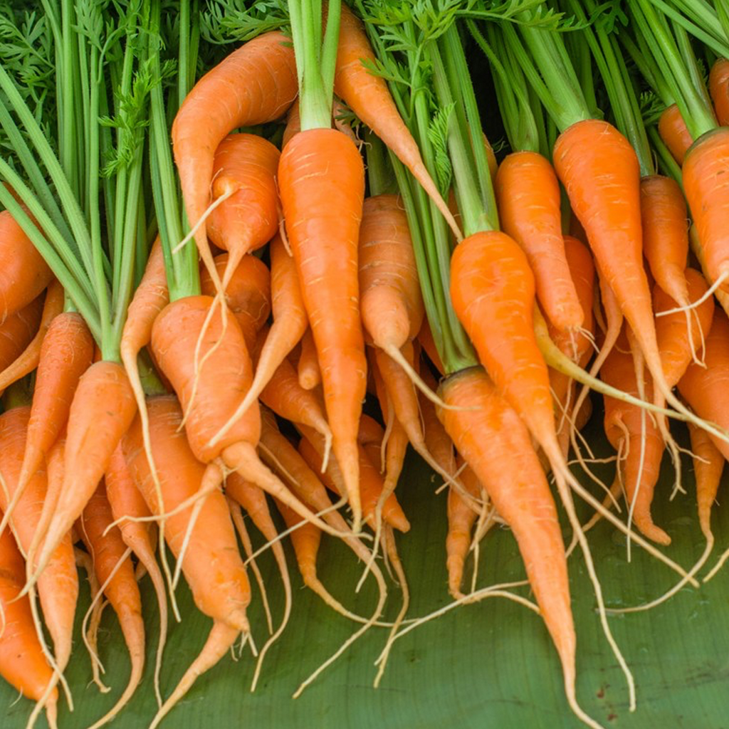 Carrot Little Fingers • جزر الاصابع الصغيرة - plantnmore