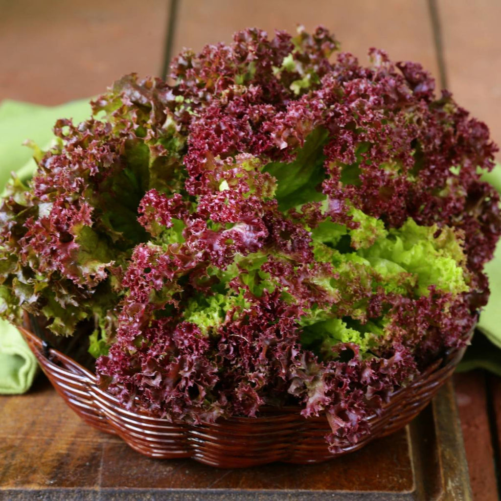 Lettuce Leaf Lollo Rosso •  خس لولو روسو - plantnmore