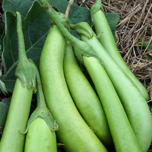 Eggplant Louisiana Green • باذنجان أخضر طويل - plantnmore