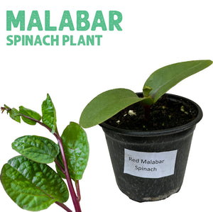 نبات مالابار السبانخ
