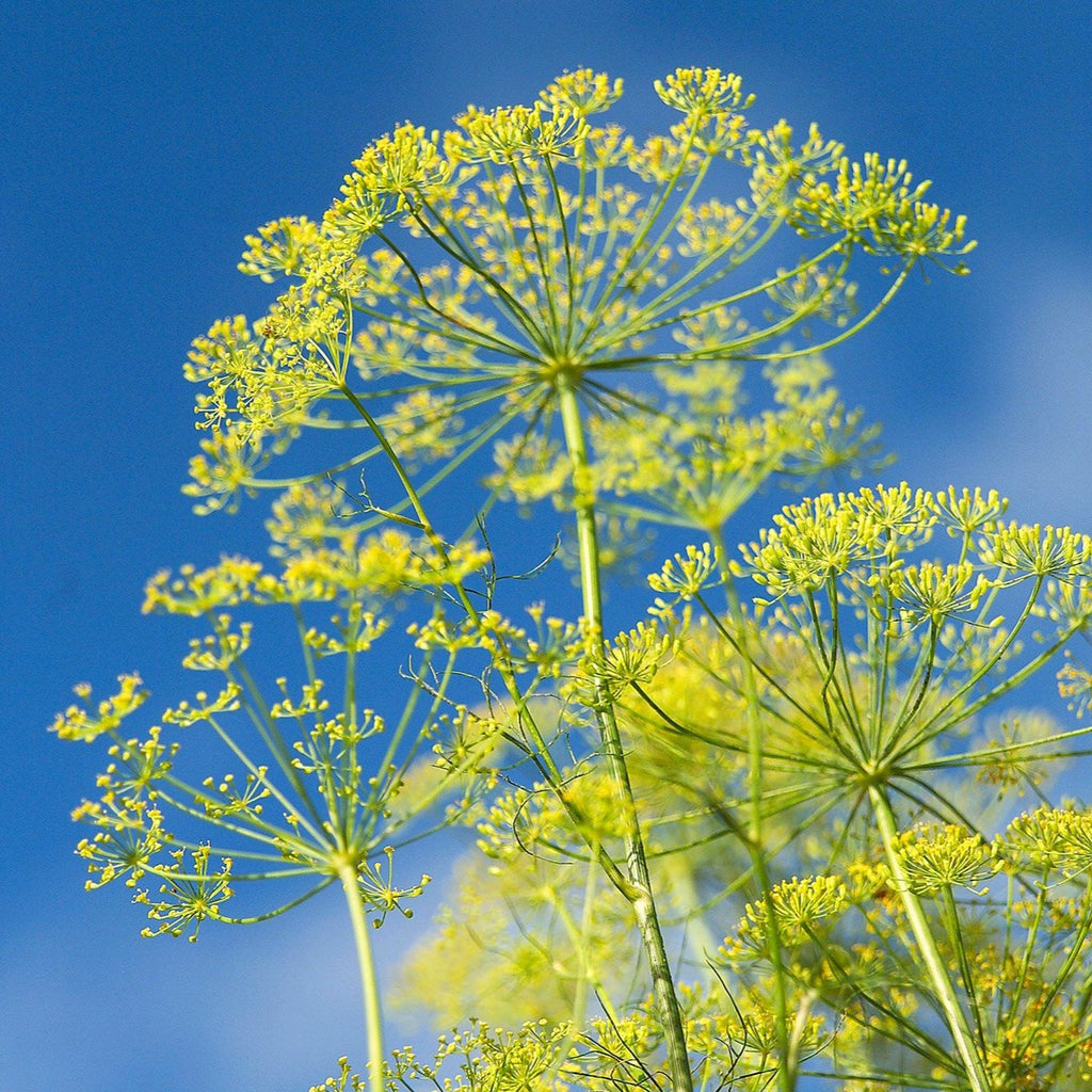 Dill Mamoth • شبنت عملاق - plantnmore