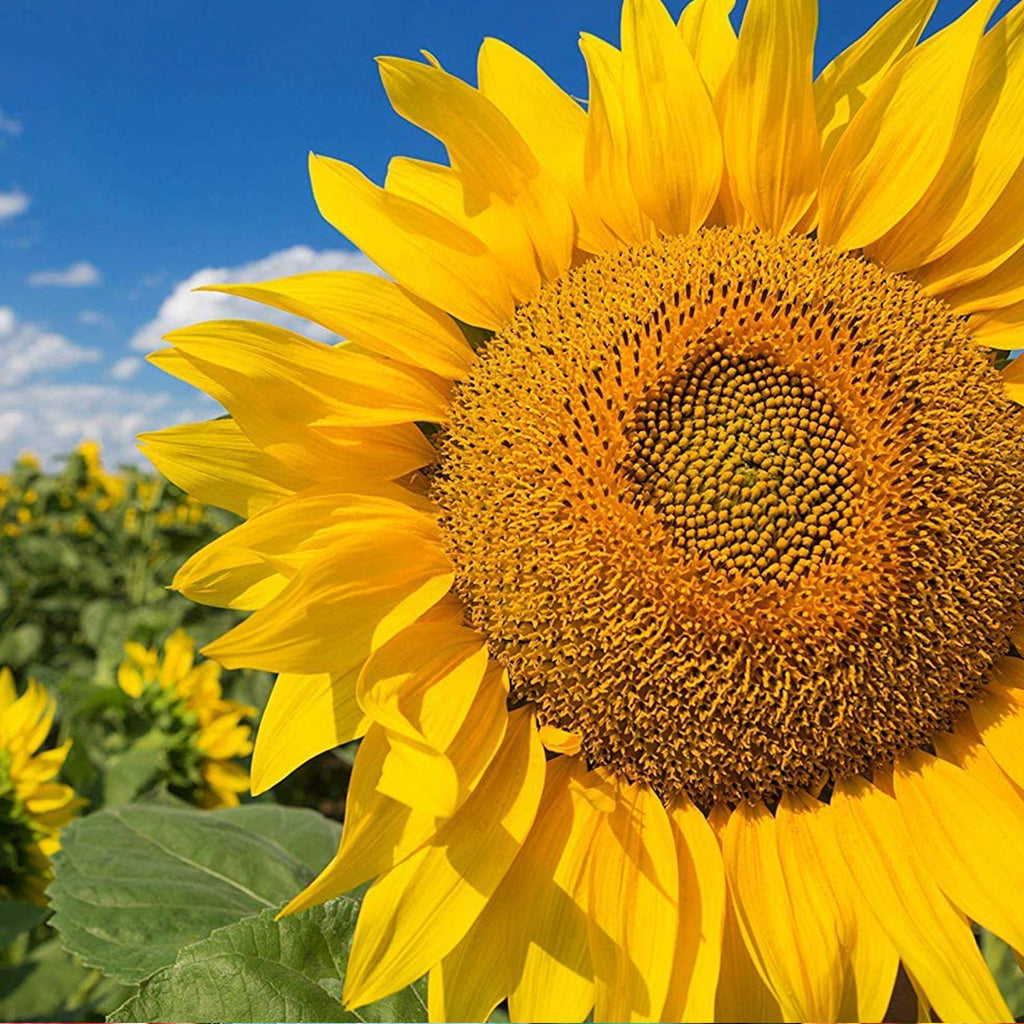 Sunflower Mammoth • دوار الشمس العملاق - plantnmore