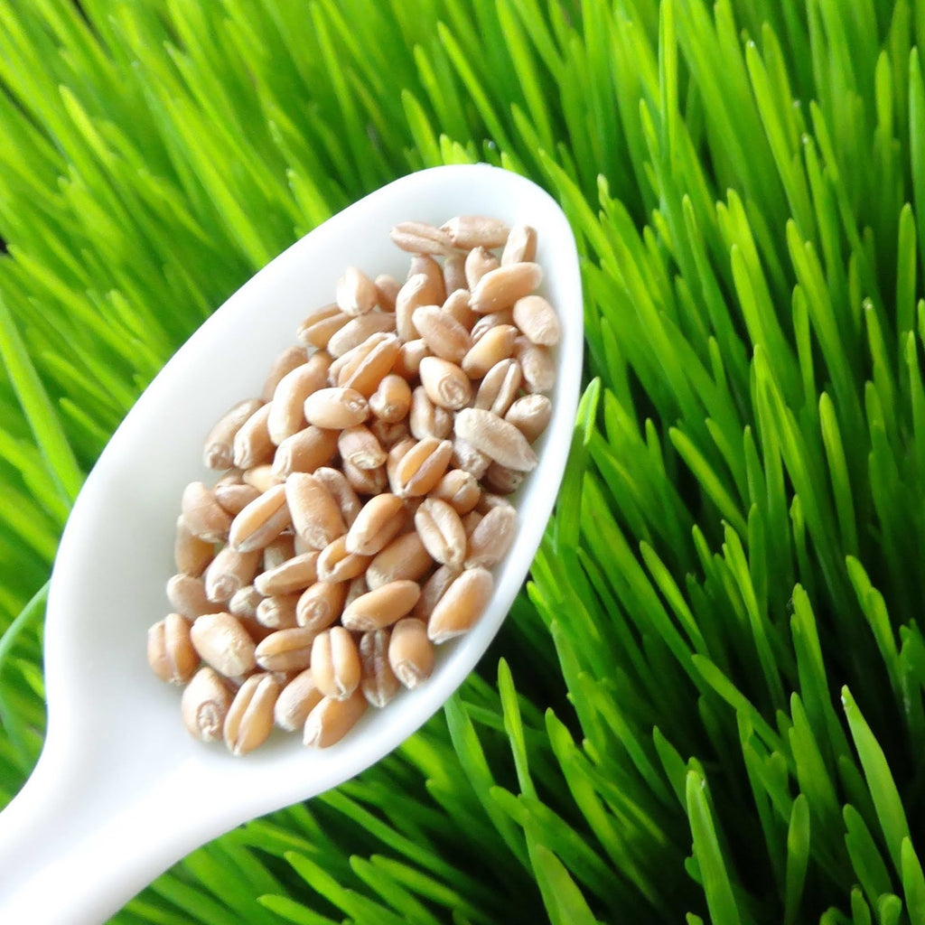 Wheatgrass Seeds 227g•  عشبة القمح - plantnmore