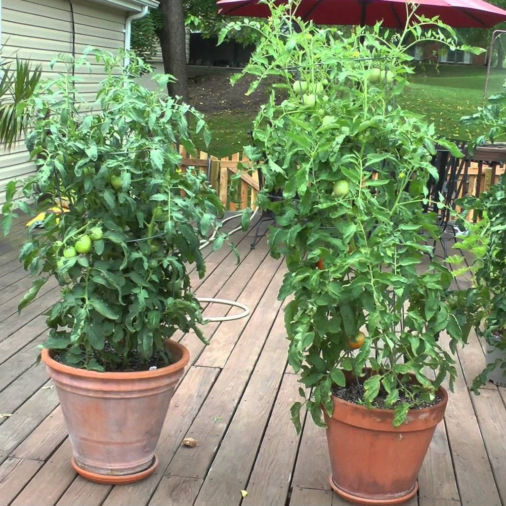 Tomato Early Girl Hybrid • طماط ينضج مبكرا - plantnmore