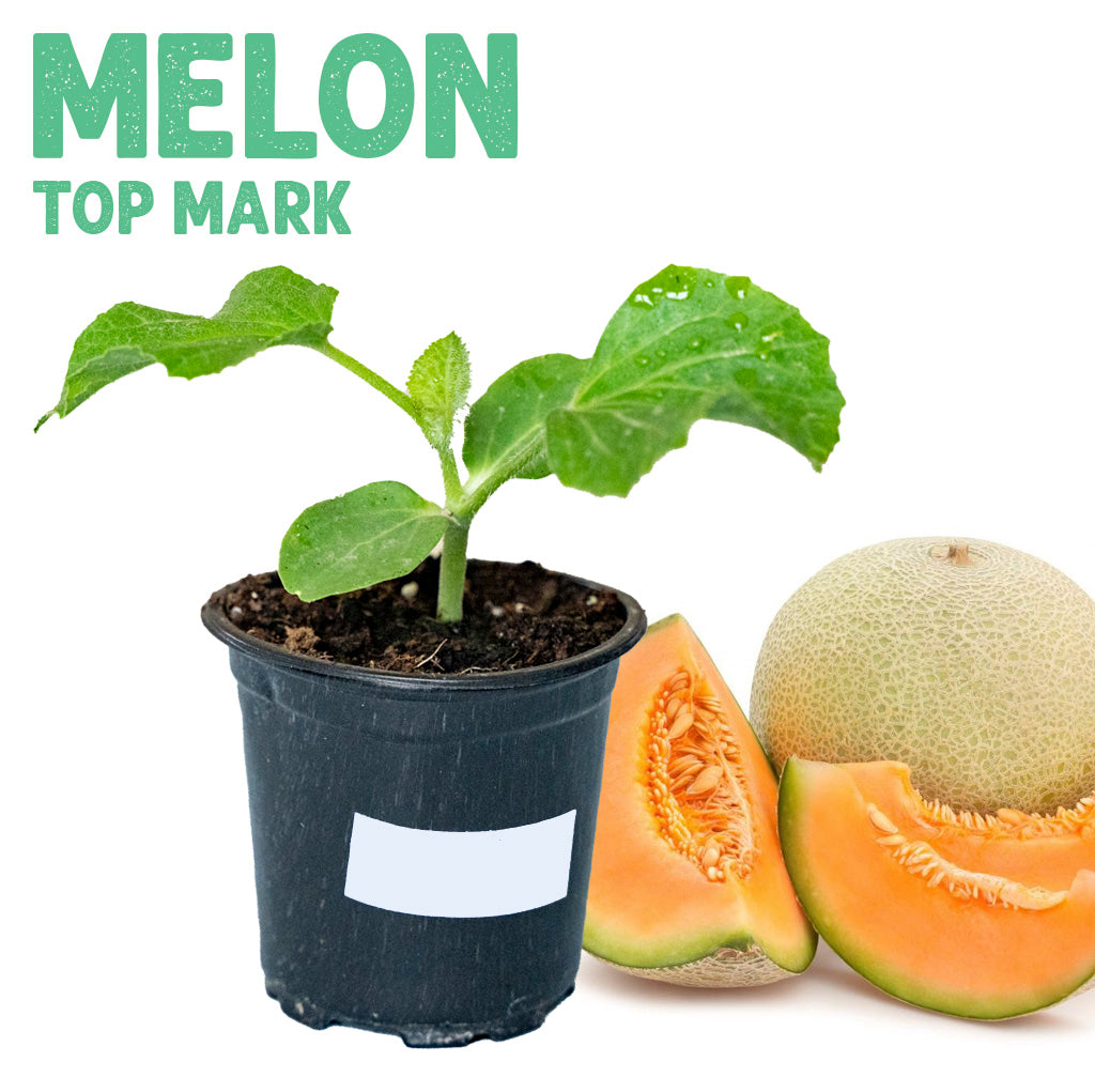 Melon Top Mark Plant