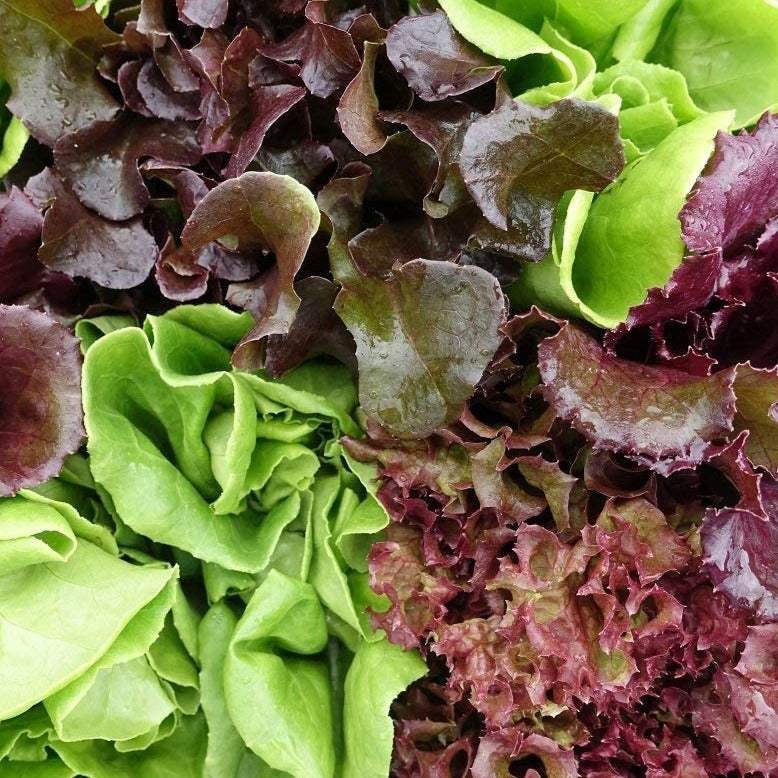 Mesclun Greens • ورقيات مشكلة - plantnmore