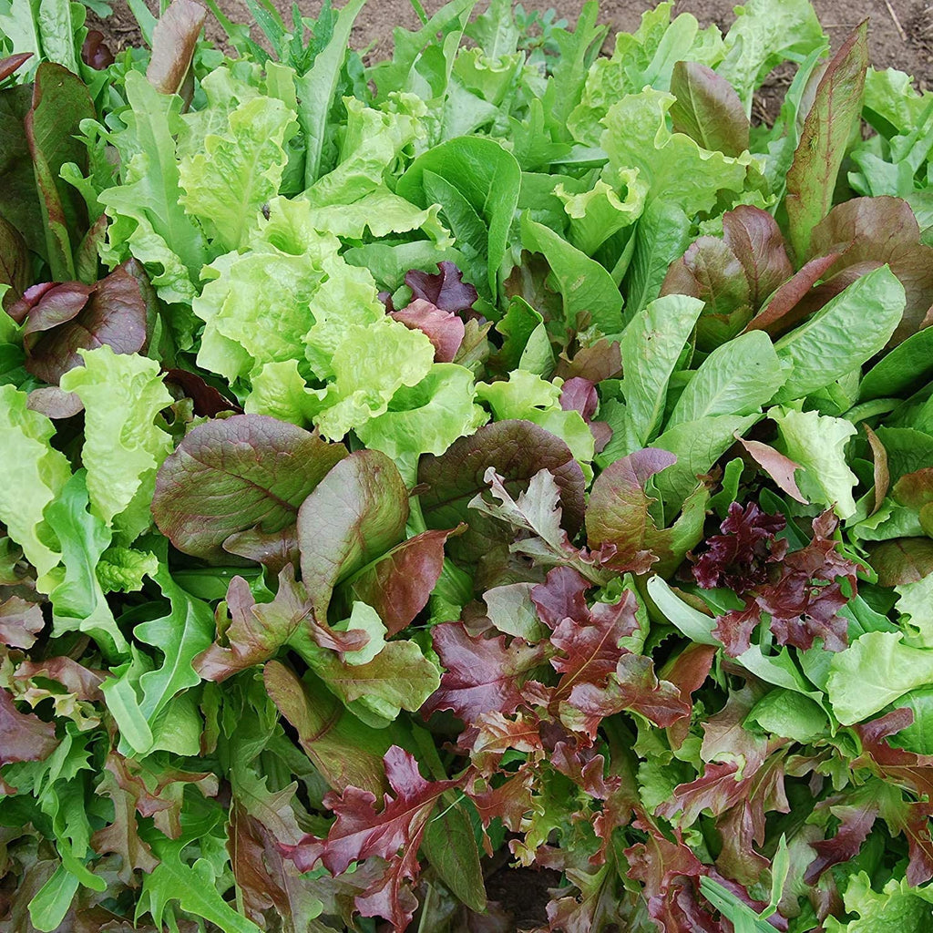 Mesclun Greens • ورقيات مشكلة - plantnmore