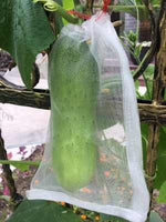 Small Insect Protection Bag • أكياس حماية من الحشرات - plantnmore
