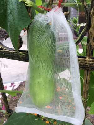 Small Insect Protection Bag • أكياس حماية من الحشرات - plantnmore