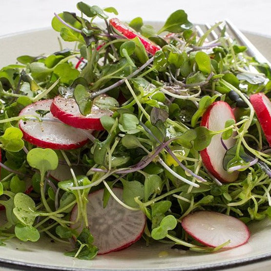 Salad Mix Microgreen 114g • ميكروجرين خلطة السلطة - plantnmore