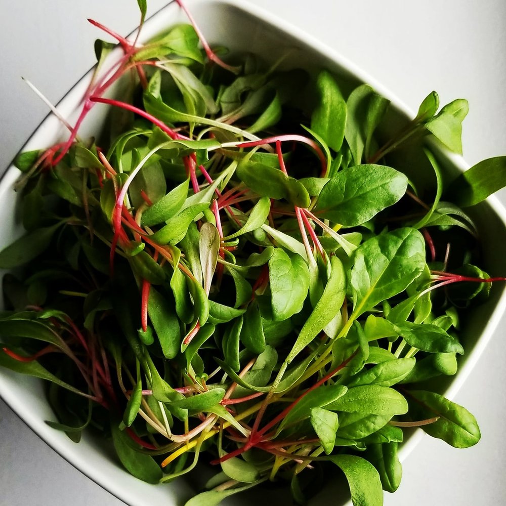 Swisschard Rainbow Mix Microgreens • ميكروجرين سلق ملون - plantnmore