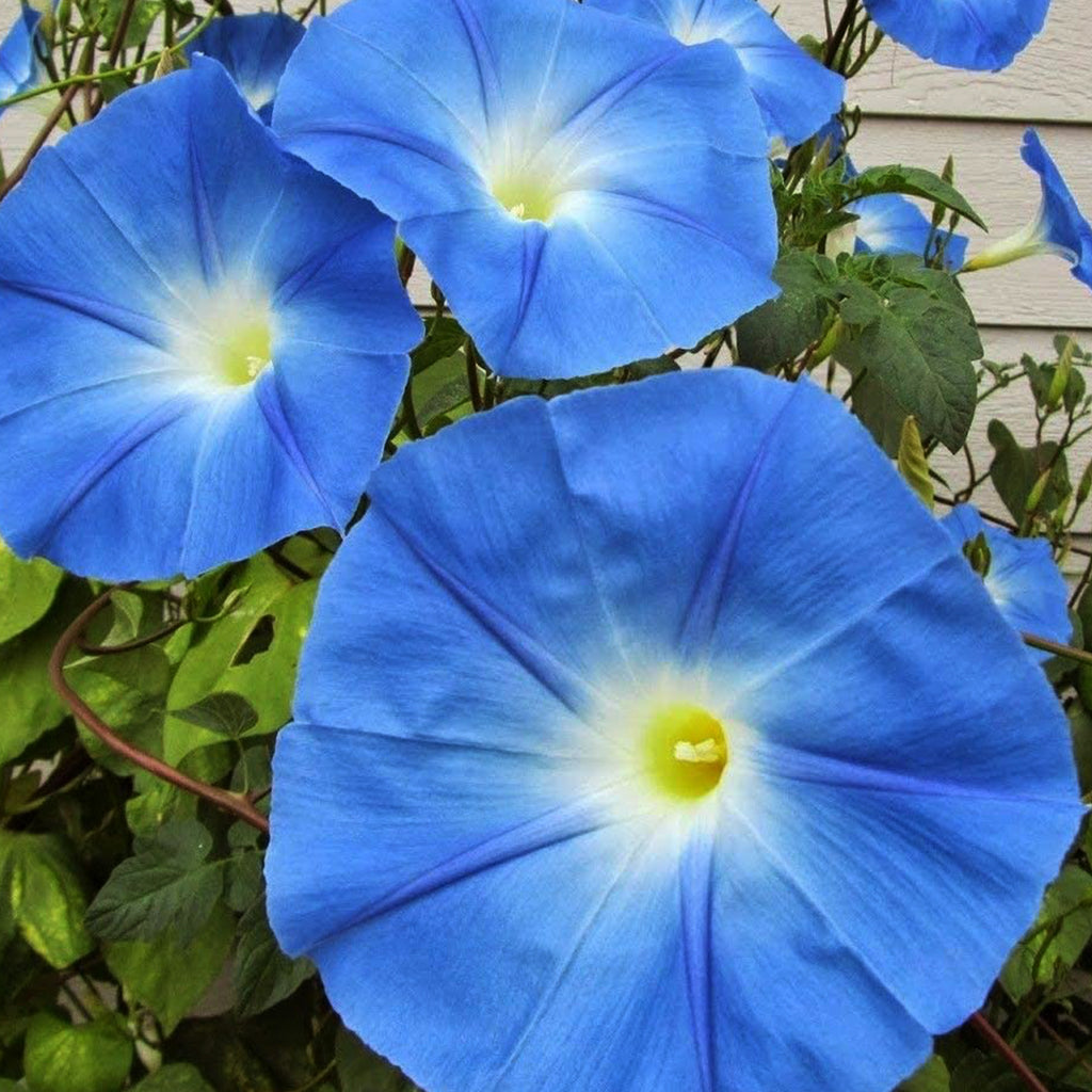 Morning Glory Heavenly Blue  • زهرة مجد الصباح - plantnmore