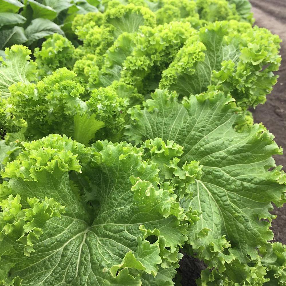 Southern Giant Curled Mustard • خردل عملاق - plantnmore