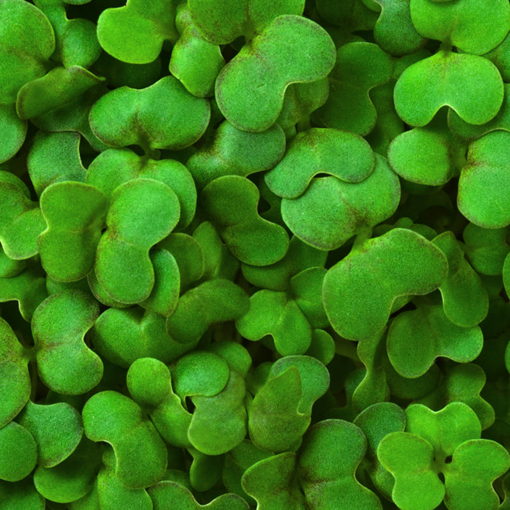 Mustard Microgreen 114g• ميكروجرين الخردل - plantnmore