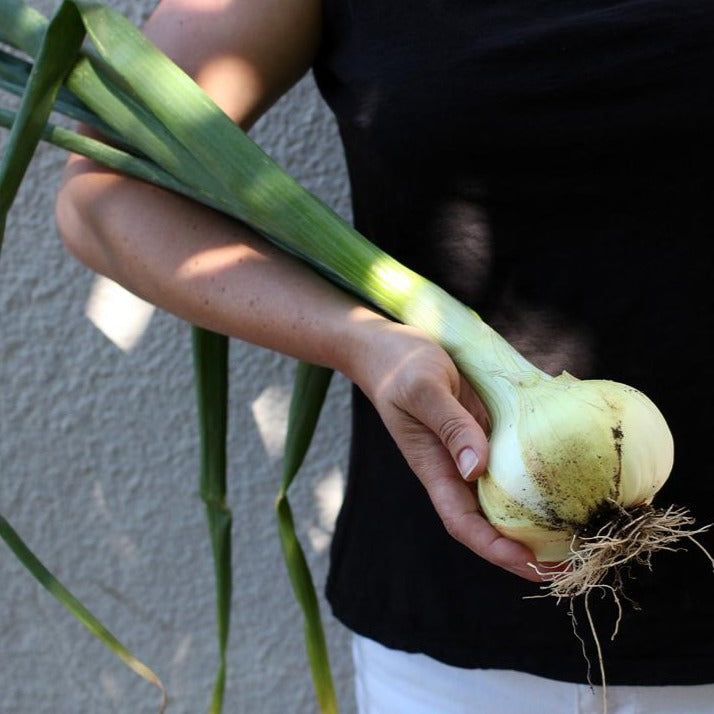 Onion Walla Walla  •بصل حلو - plantnmore